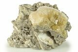 Fossil Clam (Mercenaria) With Fluorescent Calcite - Rucks Pit, FL #280364-1